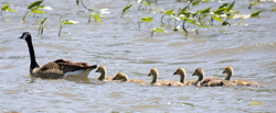 Goose and Goslings 3637